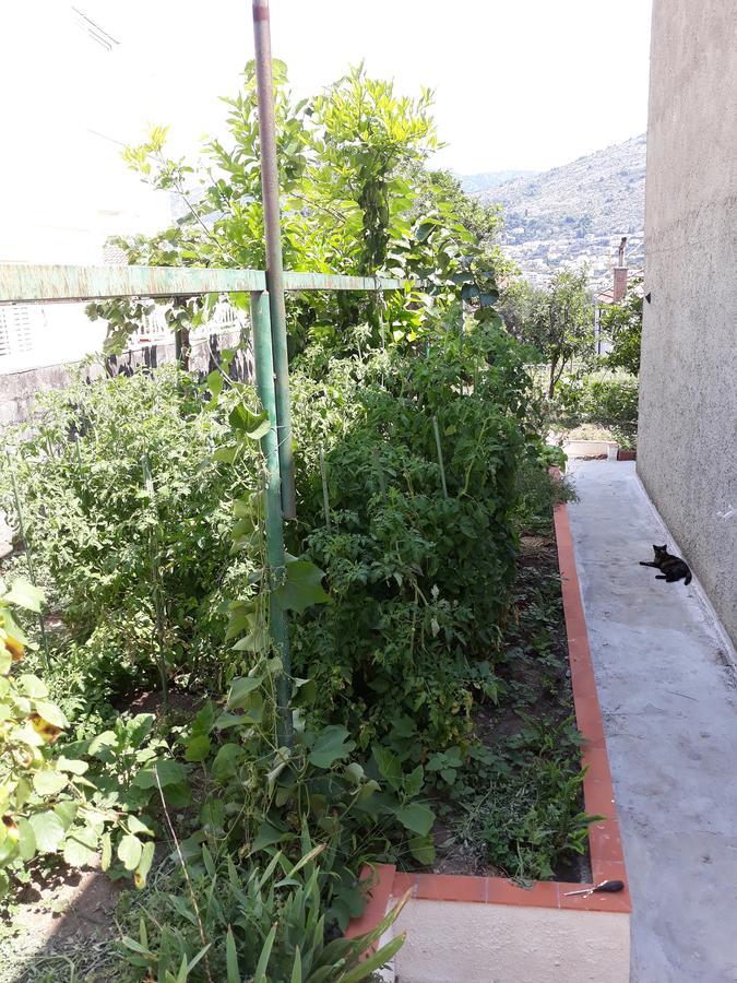 Studio Apartment Garden Dubrovnik Extérieur photo